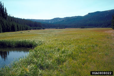 meadow,    - 0808022