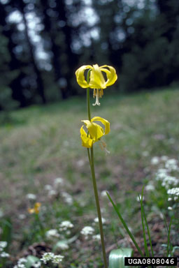 yellow avalanche-lily, Erythronium grandiflorum  (Liliales: Liliaceae) - 0808046