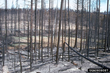 fire on grand fir, Douglas-fir, and associated species (Eastern Oregon and Washington) (  ) - 0808087