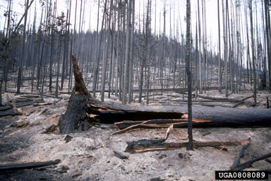 fire on grand fir, Douglas-fir, and associated species (Eastern Oregon and Washington) (  ) - 0808089