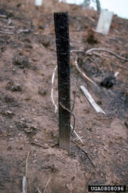 fire,    - 0808096