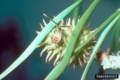 leaffooted pine seed bug, Leptoglossus corculus  (Hemiptera: Coreidae) - 0886023