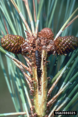 cone worms, Dioryctria spp.  (Lepidoptera: Pyralidae) - 0886025