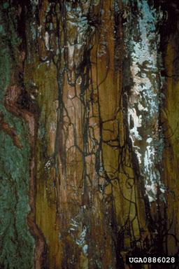 Armillaria root rots, Armillaria spp.  (Agaricales: Marasmiaceae) - 0886028