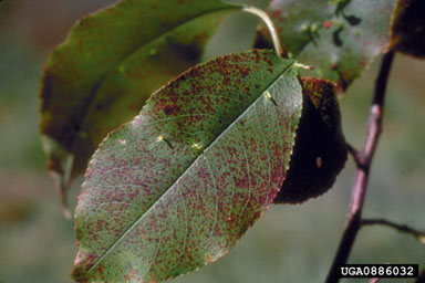 ozone (  ) on black cherry (Prunus serotina ) - 0886032