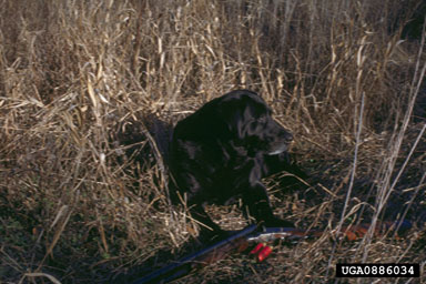 dog (domestic), Canis lupus familiaris (Carnivora: Canidae) - 0886034