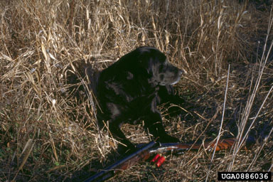 dog (domestic), Canis lupus familiaris (Carnivora: Canidae) - 0886036
