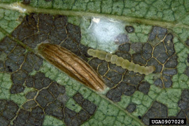 birch skeletonizer, Bucculatrix canadensisella  (Lepidoptera: Bucculatricidae) - 0907028