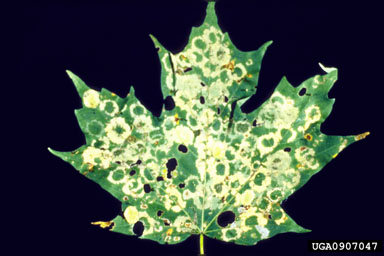 maple leafcutter, Paraclemensia acerifoliella  (Lepidoptera: Incurvariidae) - 0907047