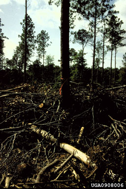 shelterwood on longleaf pine (Pinus palustris ) - 0908006