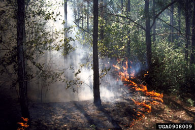 fire on slash pine (Pinus elliottii ) - 0908009