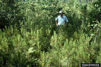 shelterwood on loblolly pine (Pinus taeda ) - 0908028