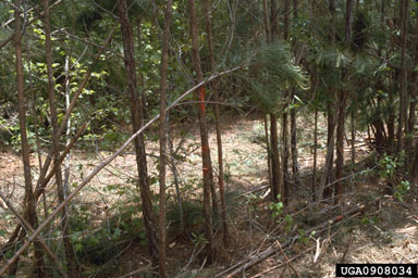precommercial thinning on loblolly pine (Pinus taeda ) - 0908034