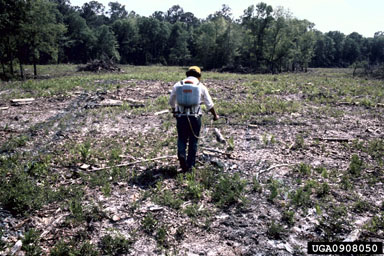 herbicides (general) (  ) on slash pine (Pinus elliottii ) - 0908050