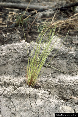 planting on longleaf pine (Pinus palustris ) - 0908059
