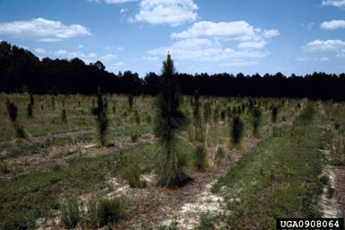 longleaf pine, Pinus palustris  (Pinales: Pinaceae) - 0908064