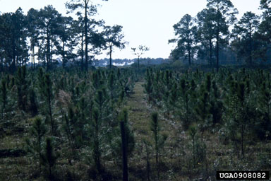precommercial thinning on slash pine (Pinus elliottii ) - 0908082