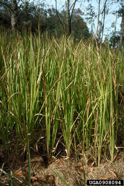 cogongrass, Imperata cylindrica  (Cyperales: Poaceae) - 0908094