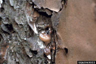 southern pine beetle, Dendroctonus frontalis  (Coleoptera: Curculionidae) - 0949003