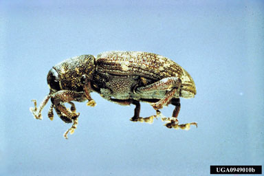 pales weevil, Hylobius pales  (Coleoptera: Curculionidae) - 0949010
