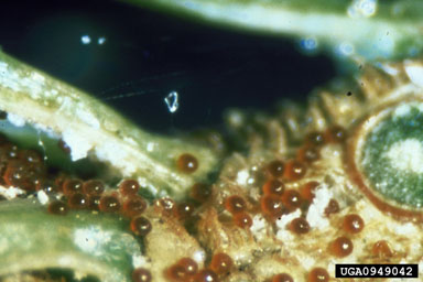 spruce spider mite, Oligonychus ununguis  (Acari: Tetranychidae) - 0949042