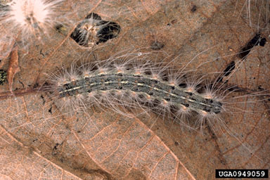 fall webworm, Hyphantria cunea  (Lepidoptera: Arctiidae) - 0949059