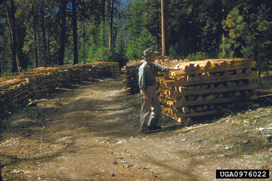 poles, posts, pilings,    - 0976022