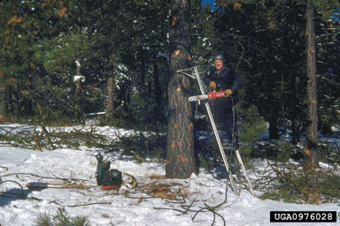 pruning (general),    - 0976028
