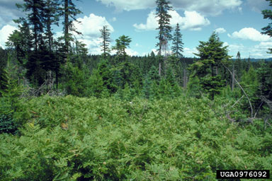 brackenfern (Pteridium aquilinum ) on grand fir, Douglas-fir, and associated species (Eastern Oregon and Washington) (  ) - 0976092