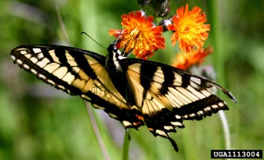 eastern tiger swallowtail, Papilio glaucus  (Lepidoptera: Papilionidae) - 1113004