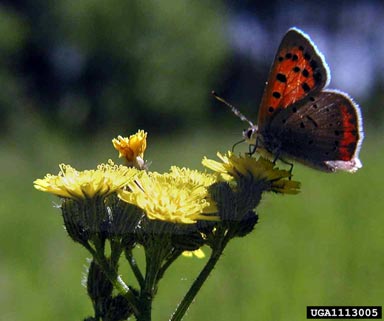 American copper, Lycaena phlaeas  (Lepidoptera: Lycaenidae) - 1113005