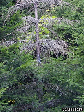 edible dormouse (Glis glis ) on Norway spruce (Picea abies ) - 1113037
