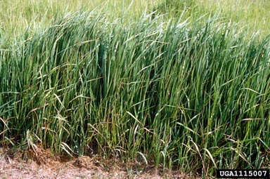 cogongrass, Imperata cylindrica  (Cyperales: Poaceae) - 1115007