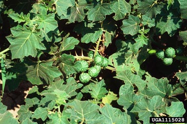 tropical soda apple, Solanum viarum  (Solanales: Solanaceae) - 1115028