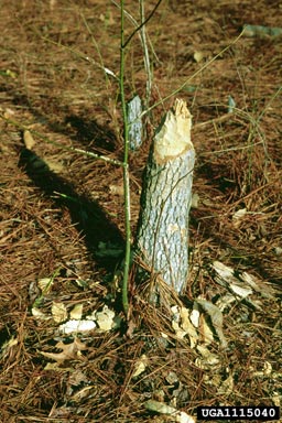 American beaver, Castor canadensis  (Rodentia: Castoridae) - 1115040