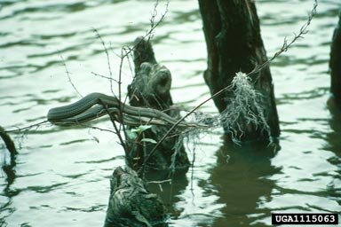 plain-bellied water snake, Nerodia erythrogaster  (Squamata: Colubridae) - 1115063