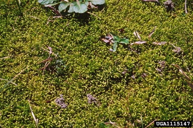 brachythecium moss, Brachythecium salebrosum  (Hypnales: Brachytheciaceae) - 1115147