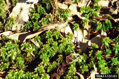 sphagnum, Sphagnum spp.  (Sphagnales: Sphagnaceae) - 1115161
