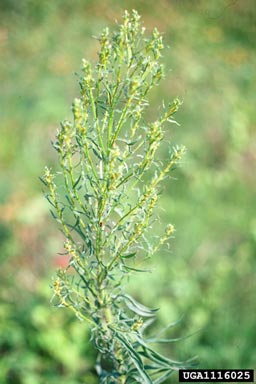 horseweed, Conyza canadensis  (Asterales: Asteraceae) - 1116025