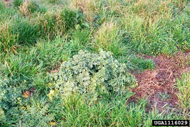 blessed milkthistle, Silybum marianum  (Asterales: Asteraceae) - 1116029