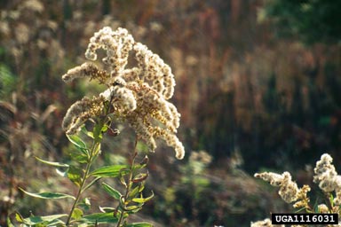 goldenrod, Solidago spp.  (Asterales: Asteraceae) - 1116031