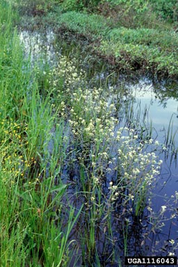 lakecress, Neobeckia aquatica  (Capparales: Brassicaceae) - 1116043