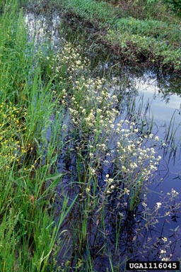 lakecress, Neobeckia aquatica  (Capparales: Brassicaceae) - 1116045