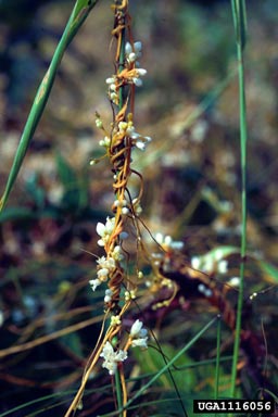dodder, Cuscuta spp.  (Solanales: Cuscutaceae) - 1116056