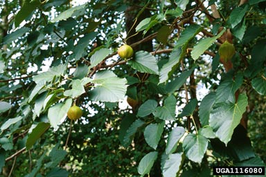tungoil tree, Vernicia fordii  (Euphorbiales: Euphorbiaceae) - 1116080