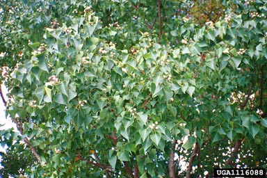 Chinese tallowtree, Triadica sebifera  (Euphorbiales: Euphorbiaceae) - 1116088