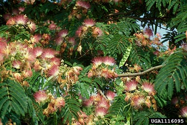 mimosa, Albizia julibrissin  (Fabales: Fabaceae (Leguminosae)) - 1116095