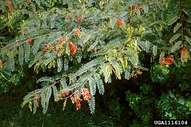 red sesbania, Sesbania punicea  (Fabales: Fabaceae (Leguminosae)) - 1116104
