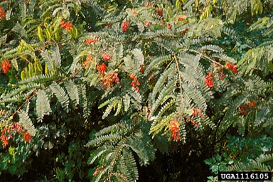 red sesbania, Sesbania punicea  (Fabales: Fabaceae (Leguminosae)) - 1116105