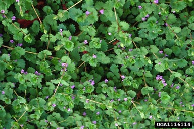 ground ivy, Glechoma hederacea  (Lamiales: Lamiaceae) - 1116114